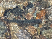 渓流・鮎釣り