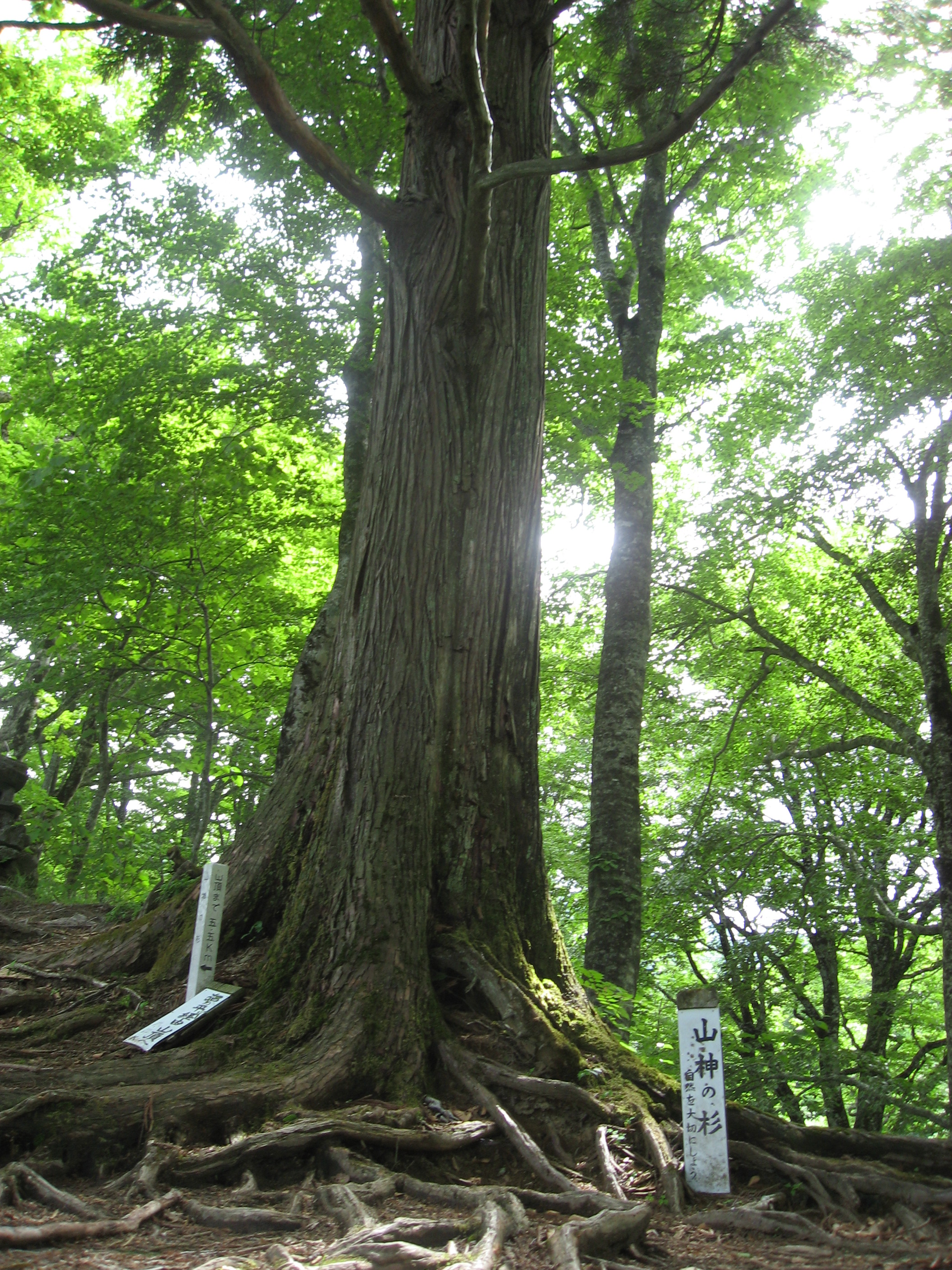 山神の杉
